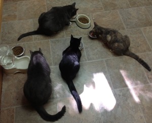 Evanger's Pet Nutrition cats